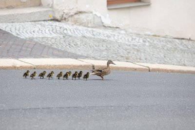 Entenfamilie auf der Theaterstraße