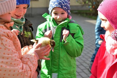 Die Kinder der Kita Bräunsdorf im Striegistal lernten beim Besuch von Mitgliedern des Bräunsdorfer Geflügel- und Kaninchenvereins auch Warzenentenküken kennen.
