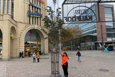 Tina Holland-Moritz hatte die Silberlinde im November 2024 vermessen.