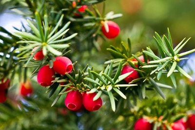 Am häufigsten in Sachsen sind Vergiftungen mit den Beeren oder Nadeln der Eibe.