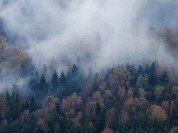 Auch Sachsens Wälder müssen sich wappnen.