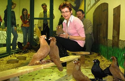 
              <p class="artikelinhalt">In der Zschopautalhalle in Lauenhain zeigt Gaby Müller eine seltene ungarische Riesentaube. Im Vordergrund sind ostpreußische Werfer zu sehen. </p>
            