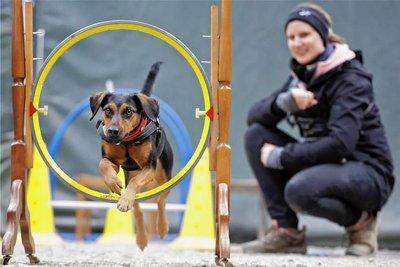 Lucy ist vom Reifenspringen begeistert - sehr zur Freude von Besitzerin Conny Ludwig.