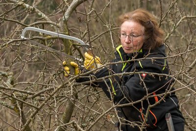 Sonja Degenkolb demonstriert den Baumschnitt an einem Apfelbaum.