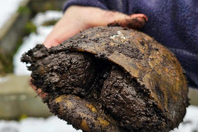 Eine Schildkröte musste ausgegraben werden.