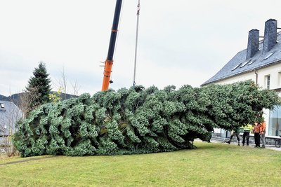 Der Baum ist rund 21 Meter hoch. 