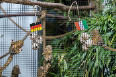Sind zur Fußball-WM als Orakel im Einsatz: die Mini-Äffchen im Zoo in Aue. Am Dienstag haben sie das Spiel Deutschland gegen die Elfenbeinküste getippt.