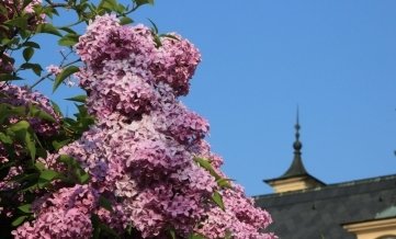 Flieder: Die Pflanze liebt Sonne, nährstoffreiche, kalkhaltige, aber auch schwachsaure Böden. Gedüngt wird jetzt mit einem organischen Volldünger oder Kompost. Zum Vermehren können Ausläufer mit dem Spaten abgestochen und neu eingesetzt werden.