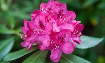 Rhododendron: Das Gehölz benötigt erst nach der Blüte eine Düngergabe. Da Rhododendron die Knospen für das Folgejahr schon nach der Blüte ausbildet, ist ein Rückschnitt meist problematisch. Gleichmäßig hohe Boden- und Luftfeuchte sind wichtig.