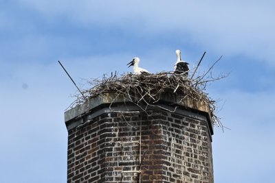 Storchennachwuchs 2025 in Hainichen auf dem Schornstein im Schulzentrum.