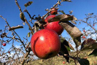 Wer trotz erster frostiger Nächte noch Obst an seinen Bäumen im Garten hängen hat, kann diese am Wochenende zu Saft verarbeiten lassen.