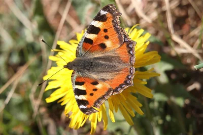 Ein Schmetterling „Kleiner Fuchs“ sitzt auf einem blühenden Löwenzahn.