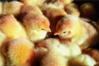 Soll verboten werden: männliche Küken töten.