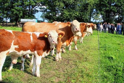 Die Teilnehmer des Sächsischen Fleischrindtages schauten sich die Fleckviehherde in Losa an.