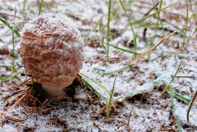 Kleiner Perlpilz im ersten Schnee.