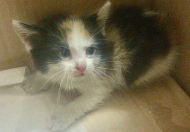 Dieses Katzenbaby hat die Polizei Münster gerettet.