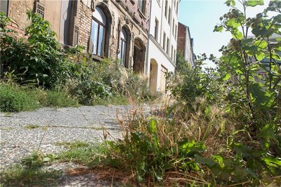 Es grünt so grün: Fußweg Wieprechtstraße - im Bereich Haus 68. 