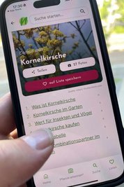 „Discogs“ für Pflanzen: „Natura DB“ kennt die gesamte heimische Flora.