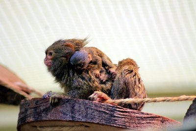 Bei den Zwergseidenaffen im Chemnitzer Tierpark hat es vor zwei Wochen Nachwuchs gegeben.