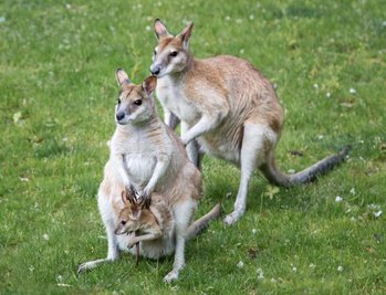 Kängurus in einem Tiergehege.