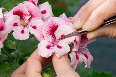 Blüte eines Storchschnabelgewächses.