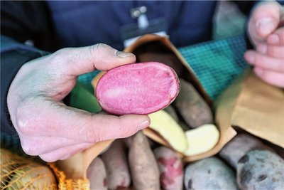 Die Sorte Heiderot hat tatsächlich eine rötliche Schale und ebensolches Fruchtfleisch. 