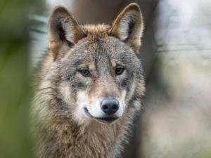 Ein Wolf.