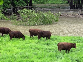 Zwischen Pöhla und Grünstädtel wurde eine Kuhherde vom Pöhlwasser eingeschlossen. Der an sich kleine Bach trat über die Ufer.