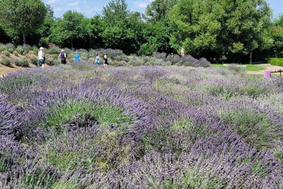 Die Lavendelblüten im Erlebnisgarten erstrecken sich auf einer Fläche von 2000 Quadratmetern.