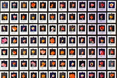"Myriad (Tulips)" heißt dieses Kunstwerk von Anna Ridler in der Ausstellung "Künstliche Intelligenz: Maschinen - Lernen - Menschheitsträume": 1113 Polaroidfotos von Tulpen verdeutlichen dabei einen Datensatz, also eine sinnige Zusammenstellung von Daten nach bestimmten Kategorien. Für Menschen ist diese im vorliegenden Fall simpel - für Maschinen sehr kompliziert. 