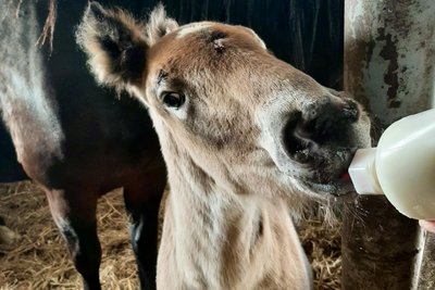 Der kleine Hengst musste mit Milch gefüttert werden.