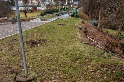 Von zwei der 2020 gepflanzten Nelkenkirschen-Bäumen am Zugang zur Parkbrücke sind nur noch Stümpfe übrig.