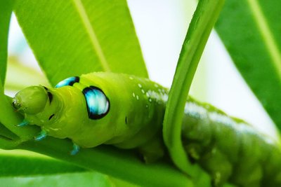 Kopf und Augen der Raupe erinnern den Entdecker der Raupe in Zschopau an ein Alien.