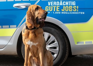 Hunde der Rasse Bloodhound, wie Chira, sind besonders gut für die Suche nach vermissten Personen geeignet.