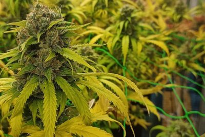 In der Plantage im Erzgebirge baut Ehnerts Verein Cannabis an.
