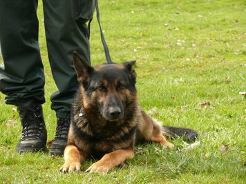 Falco schlug an und ertappte einen 22-Jährigen Drogenschmuggler.