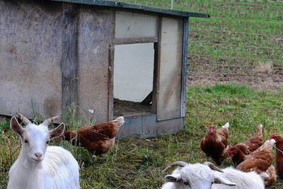 Diese Ziegen dienen am Hühnermobil in Pappendorf als Aufpasser.