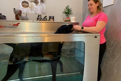 Der Labrador Socke kommt regelmäßig auf das Unterwasserlaufband. Das fördert die Ausdauer und stärkt die Muskeln.
