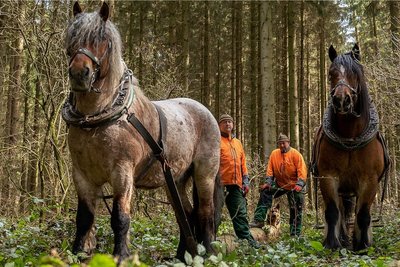 Carsten Witscher (rechts), mit seinem braunen Pferd Sepp und sein Bruder Kerst Witscher mit dem grauen Lord haben bei Wernesgrün schonend Holz aus dem Wald geholt.