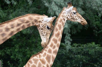 Der Zoo Dresden hat seine erweiterte Giraffen- und Zebraanlage eingeweiht.