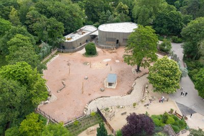 Im Zoo Dresden haben Giraffen und Zebras in ihrer Anlage jetzt eine Fläche von 2.800 Quadratmetern zur Verfügung. 