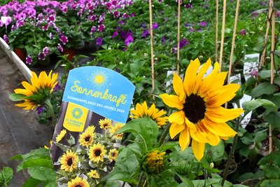 Das ist Sonnenkraft. Die Sommerpflanze des Jahres 2024 blüht bis in den September hinein.