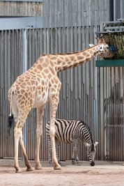Eine Giraffe und ein Zebra in der erweiterten Anlage.