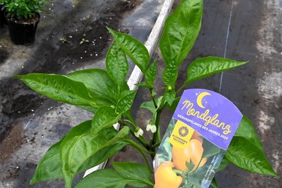 Das ist Mondglanz. Der Snackpaprika ist die Gemüsepflanze des Jahres 2024.