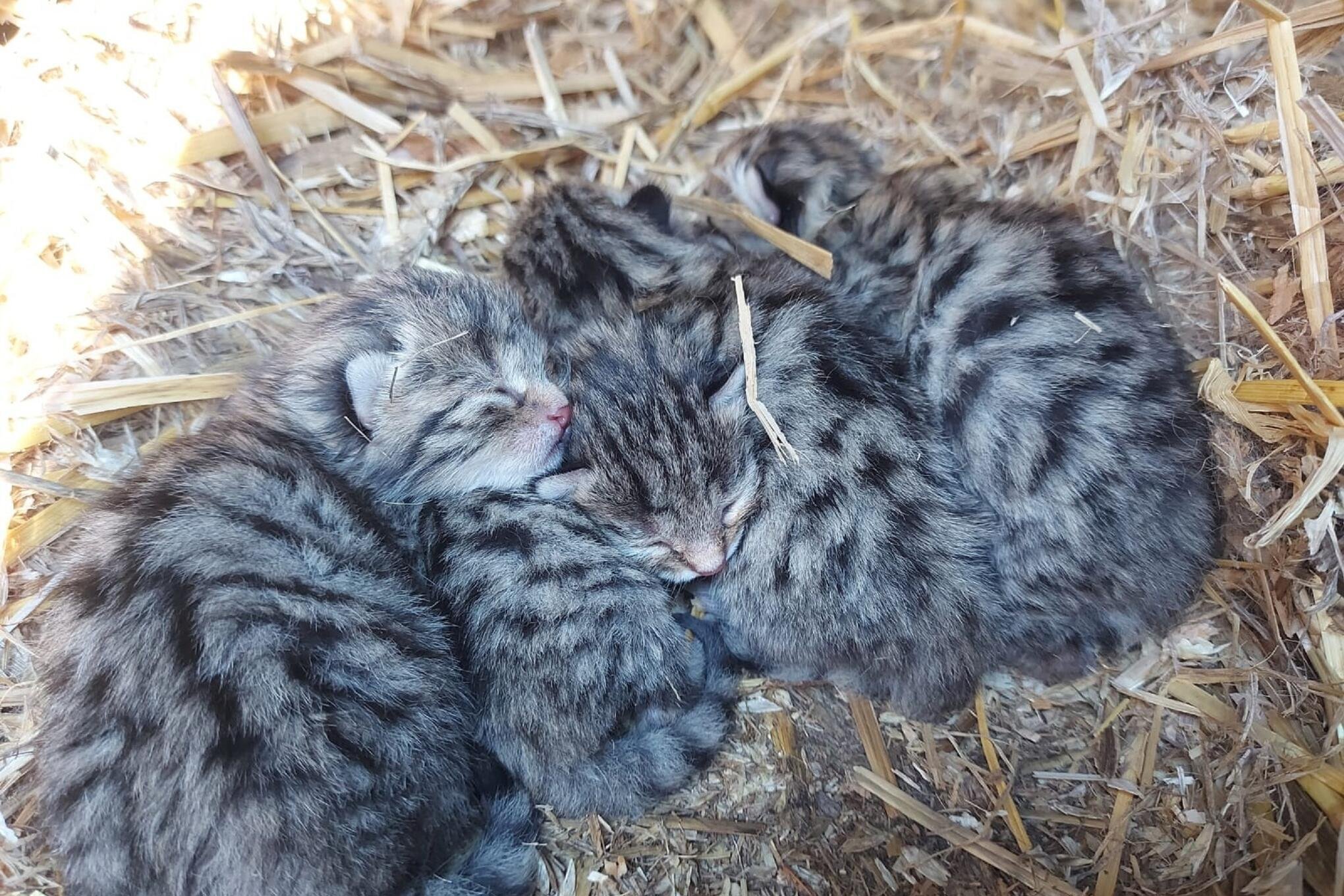 Chemnitzer Wildkatzennachwuchs hat die Wurfbox verlassen und zeigt sich Wildgatterbesuchern
