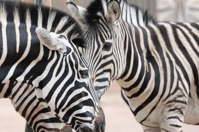 Die neue Giraffen- und Zebraanlage im Dresdner Zoo bietet den Zebras mehr Komfort, darunter einen Unterstand und eine beheizbare Wassertränke.
