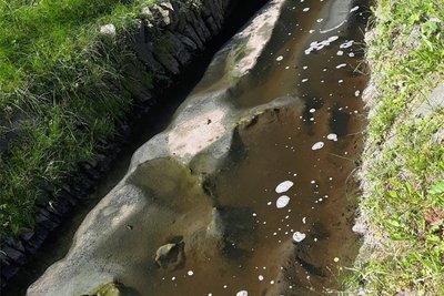 Am Bach-Zulauf hatte sich ein Abwasserpilz in XXL-Größe gebildet. Repro: U. Riedel 