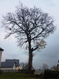 Etwa 100 Jahre hatte die Eiche auf dem Friedhof der St. Blasiuskirche in Zwönitz gestanden.