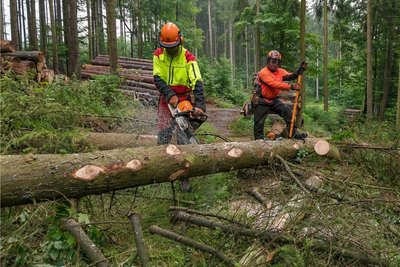 Immer mehr Erzgebirger bunkern Feuerholz. Viele holen es selbst aus dem Wald. Der zuständige Revierförster ist dabei erster Ansprechpartner.