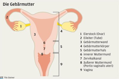 Krebs am Gebärmutterhals tritt fast dreimal so häufig auf wie am Gebärmutterkörper. Deshalb ist Vorsorge so wichtig.
